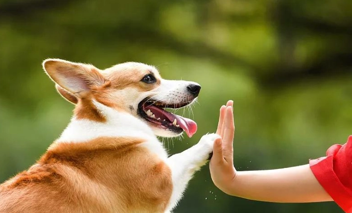 狗狗認主人的行為