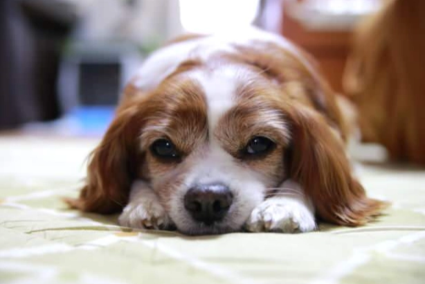 如何增強狗的記憶