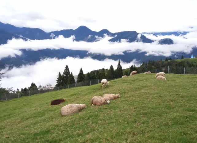 清境農場兩天一夜 清境農場兩天一夜