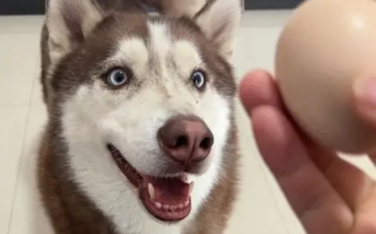 狗狗皮膚病飲食