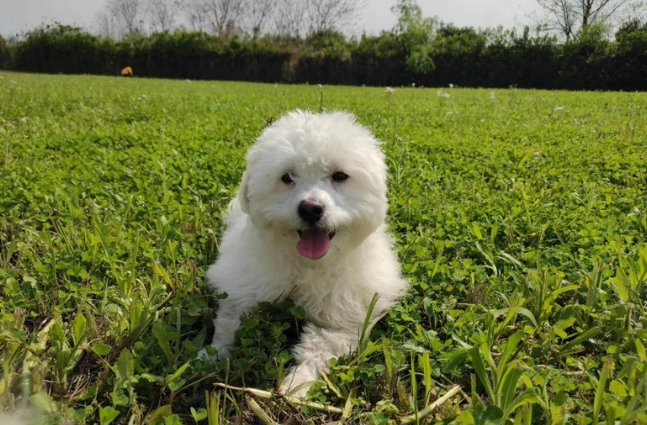 狗狗皮膚病用藥