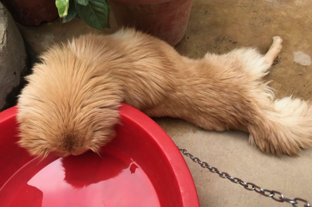 狗不吃東西可以撐多久