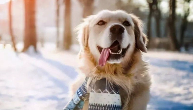 狗不吃不喝怎麼辦