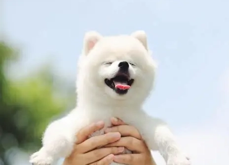 狗狗認主人的表現