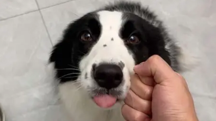 狗皮膚病結痂怎麼辦