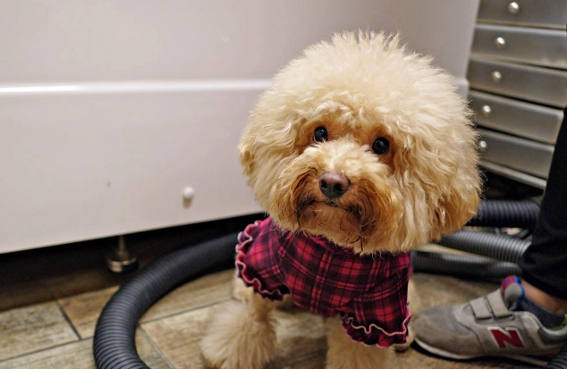 帶狗出門注意事項