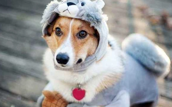 狗狗認主人的行為