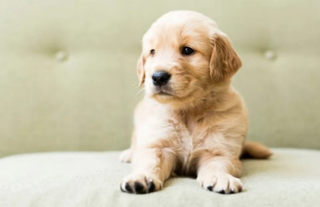 如何測試狗狗信任度