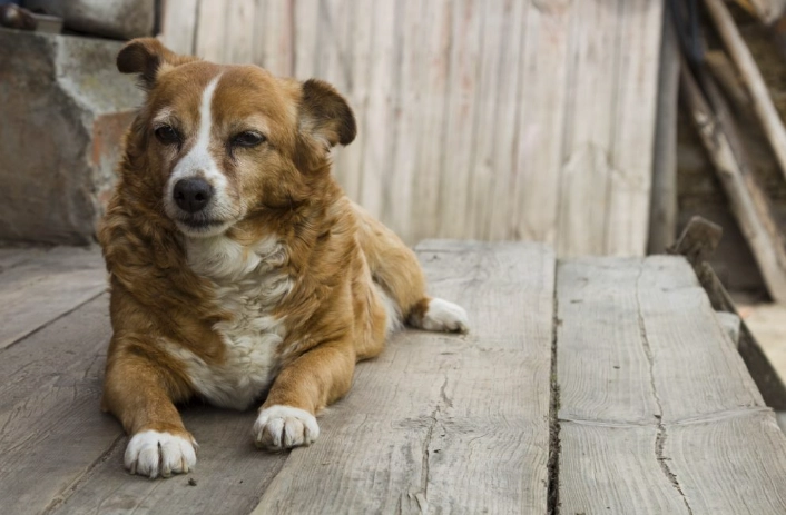 金錢癬會自己好嗎？獸醫解析常見迷思與正確治療指南