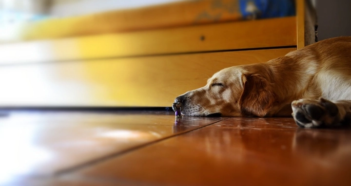 狗狗皮膚癬治療