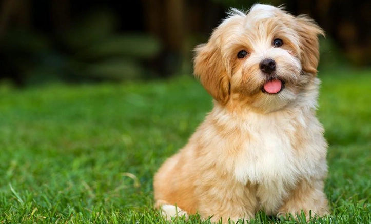 狗狗皮膚結痂脫毛怎麼辦？家長必讀的完整護理指南