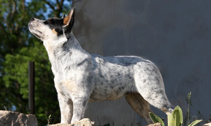 狗狗皮膚結痂護理