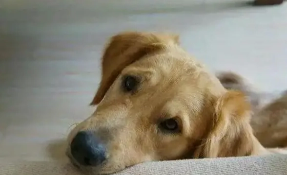 狗狗認知障礙壽命