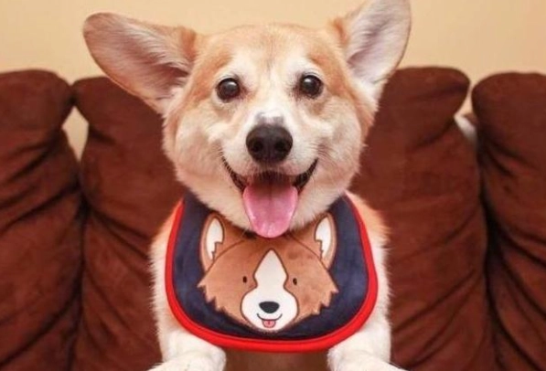 狗狗認主人表現