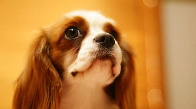 如何增強狗的記憶