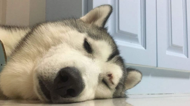 狗狗不吃不喝一直睡：原因解析、緊急處理與獸醫指南