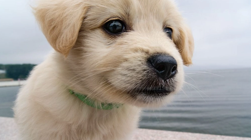 狗狗失智症安樂死