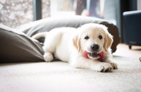 狗皮膚病結痂怎麼辦