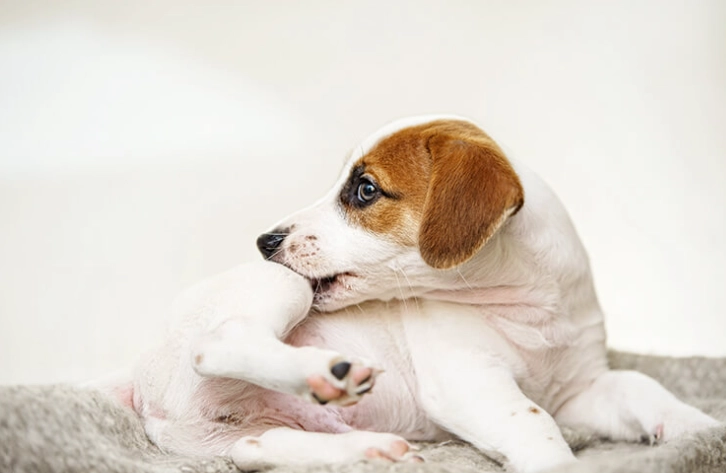 寵物過敏原檢測