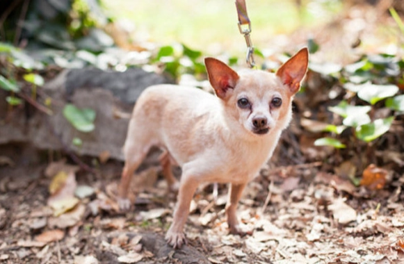 狗狗皮膚癬治療