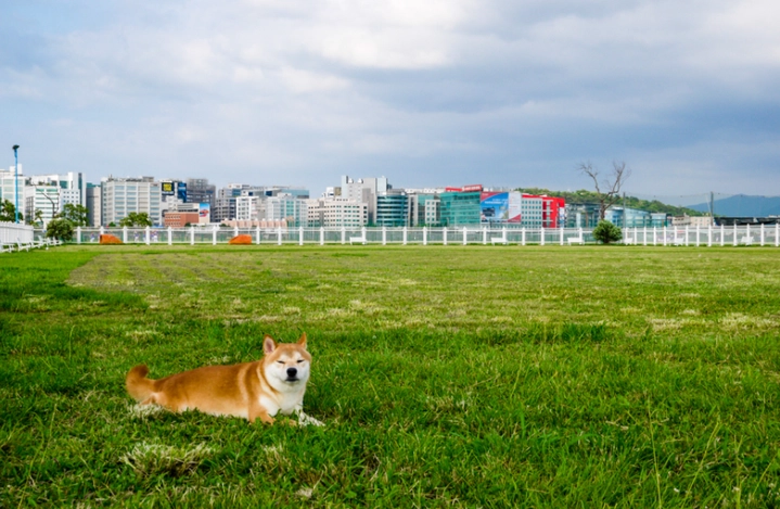 帶狗出門注意事項