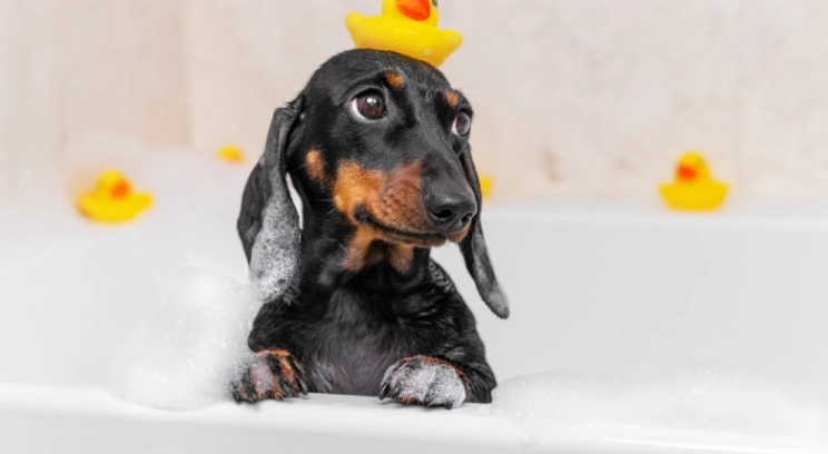 臘腸狗美容護理