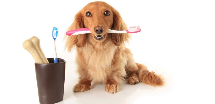 狗狗牙周病末期治療