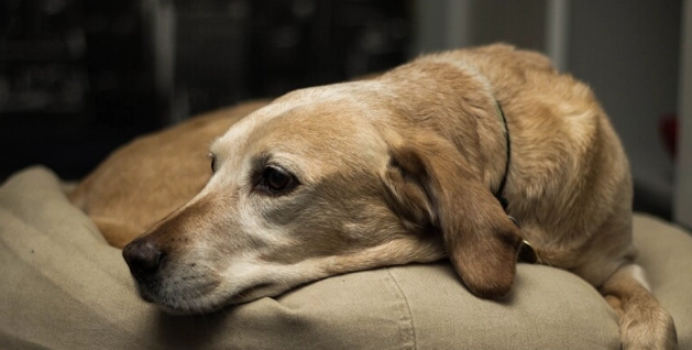 老年犬吠叫處理