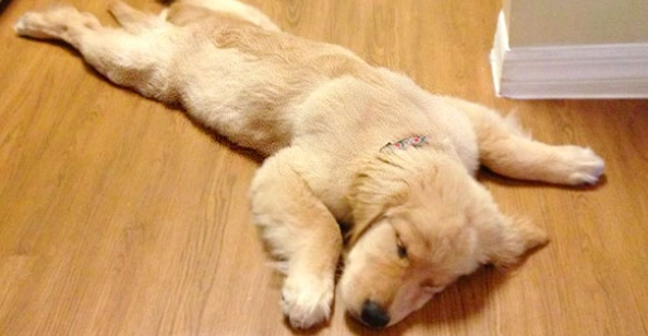 幼犬嗜睡原因