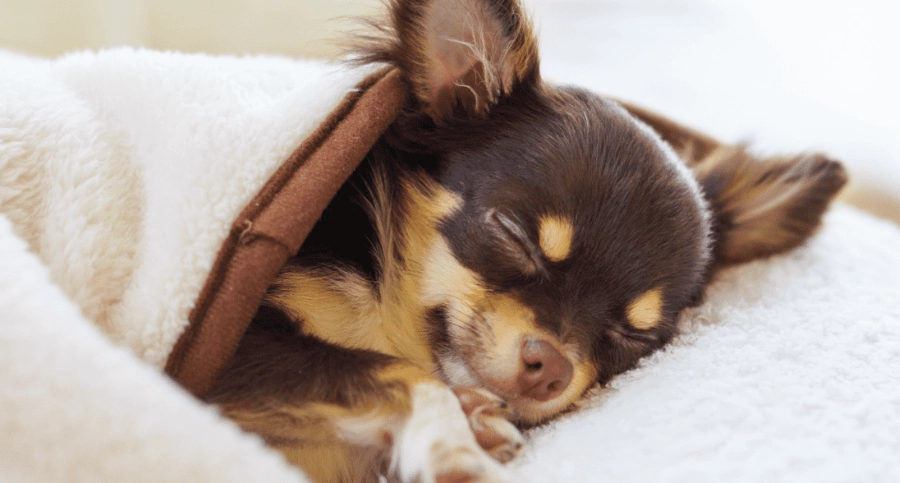 狗狗白內障症狀