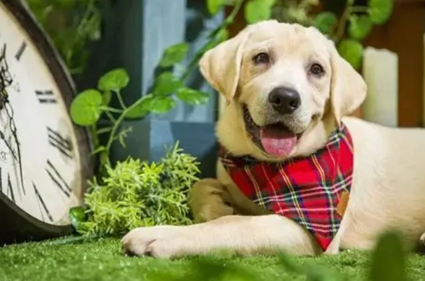 寵物皮膚保健食品