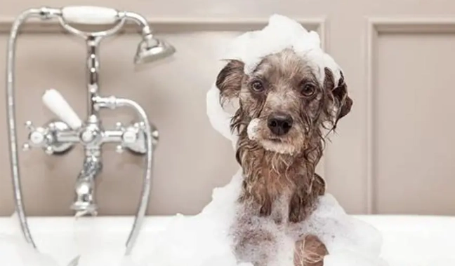 狗狗多久洗一次澡