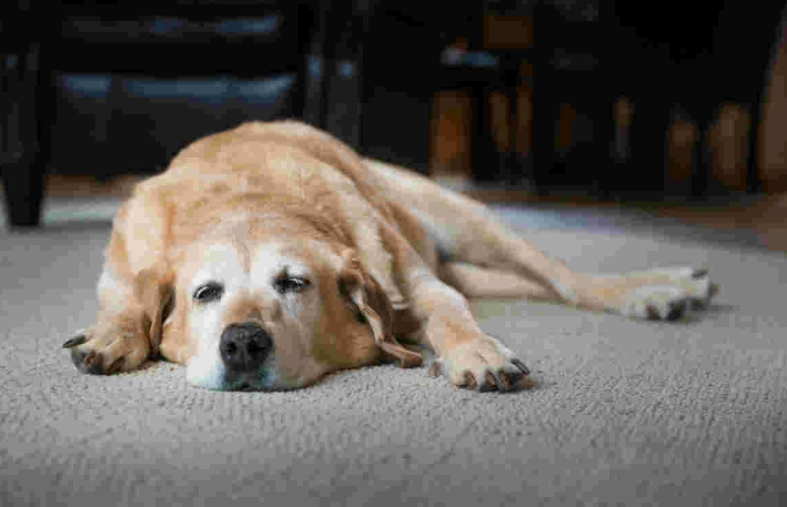 老年狗白內障預防