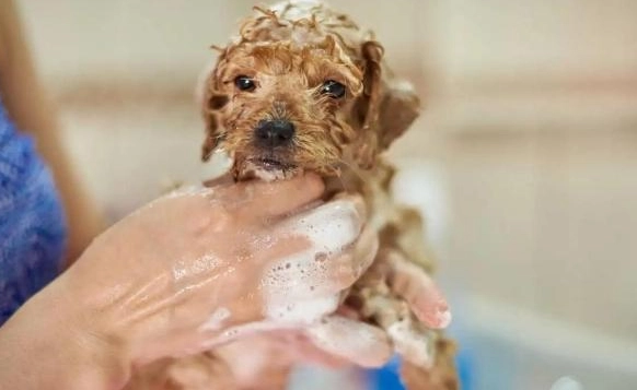 幼犬洗澡注意事項