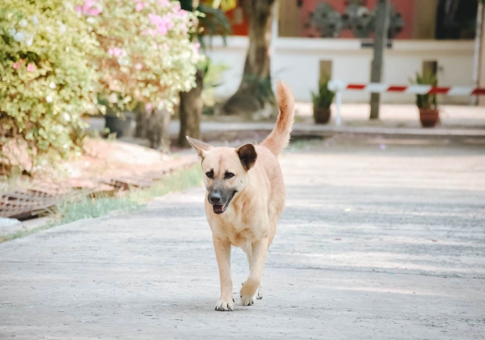 老狗不吃不喝怎麼辦？獸醫級原因分析與實用解決指南