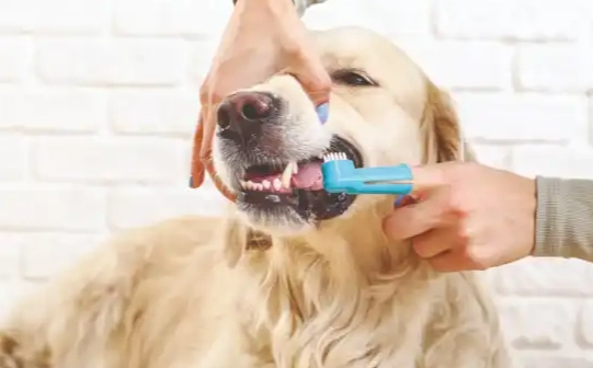 狗狗牙齦炎症狀