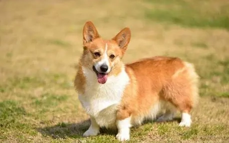 狗狗皮膚病飲食