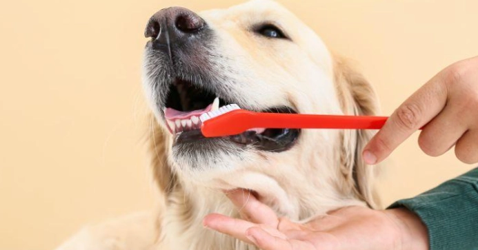 狗狗口腔健康
