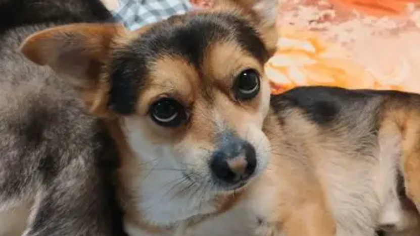 陌生狗一直看我