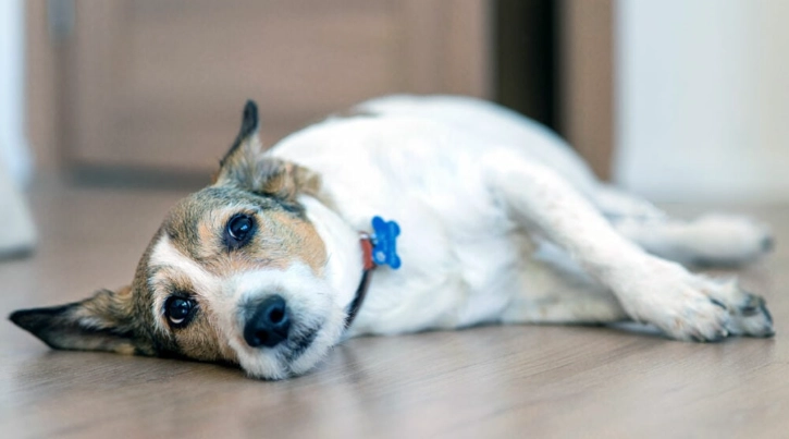 老年狗健康照護