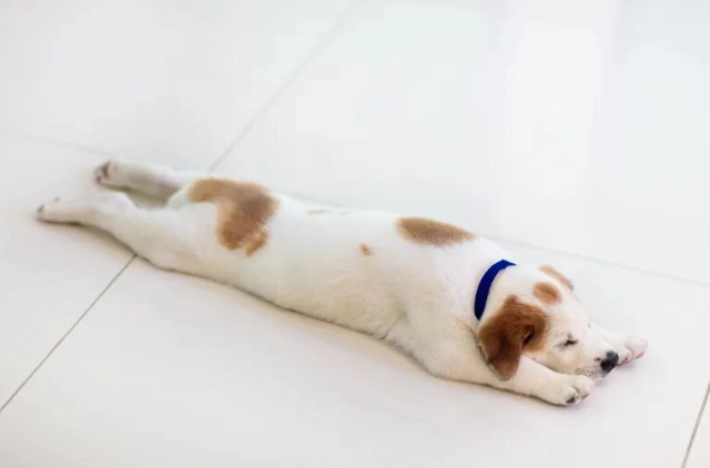 人類藥膏對狗狗安全嗎