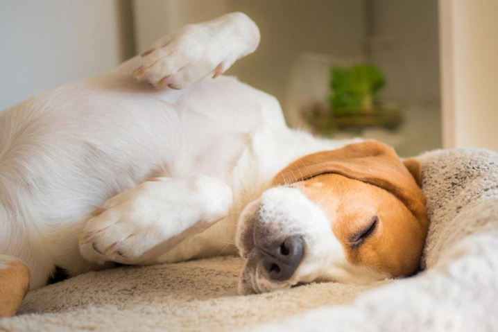 老年狗白內障預防