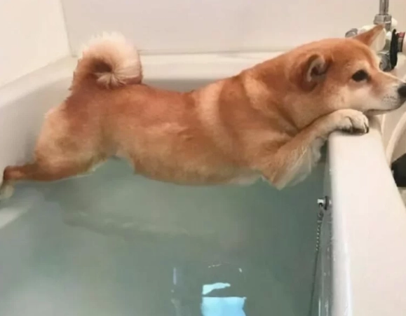 柴犬洗澡注意事項