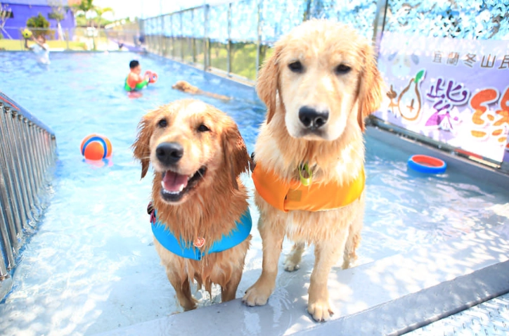 狗狗游泳 宜蘭