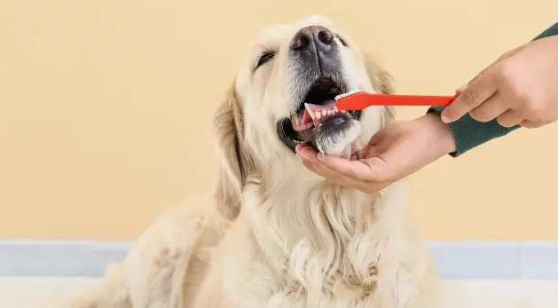 狗狗牙周病症狀