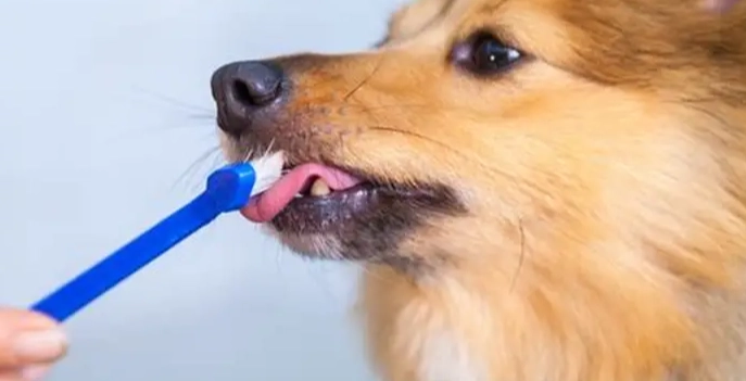 狗狗牙周病末期