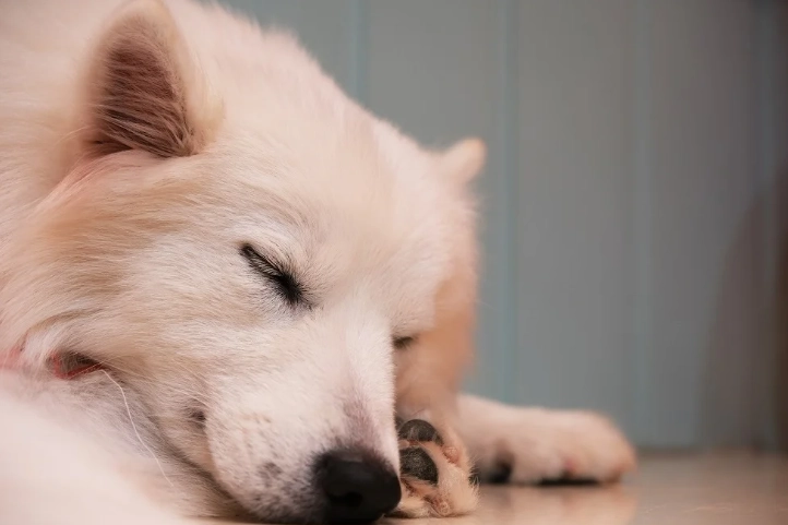 老狗白內障手術