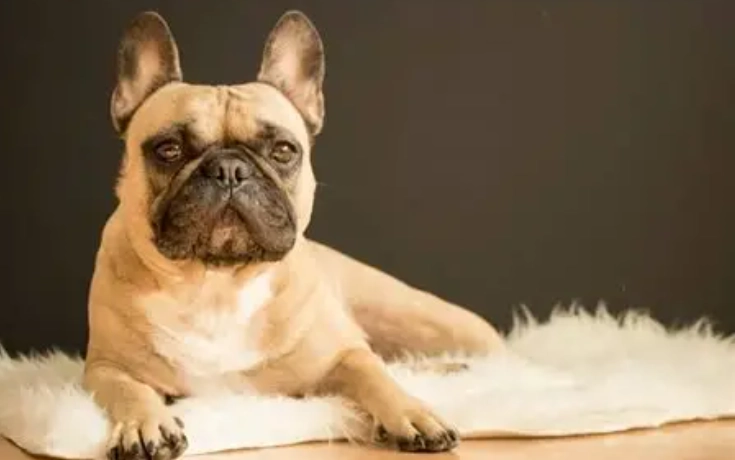 對狗過敏皮膚症狀