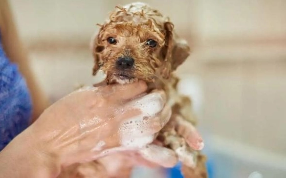 貴賓狗多久洗一次澡