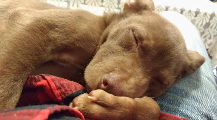 狗狗白內障幾歲